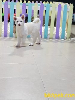 Üstün Kalite Orjinal Akita Yavruları 3
