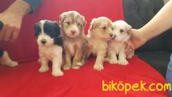 Uygun Fiyata Maltipoo 1