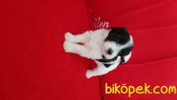 Uygun Fiyata Maltipoo 3