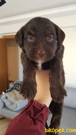 Uygun Fiyata Maltipoo 4