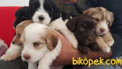 Uygun Fiyata Maltipoo 2