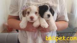 Uygun Fiyata Maltipoo 5