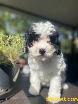 UYGUN FİYATLI HARLEQUİN  MEDİUM POODLE 2