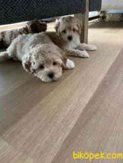 UYGUN ORJİNAL TOY POODLE 2