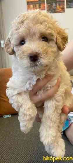 UYGUN ORJİNAL TOY POODLE 1