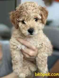 UYGUN ORJİNAL TOY POODLE 3