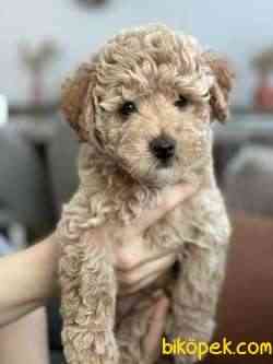 UYGUN ORJİNAL TOY POODLE 4