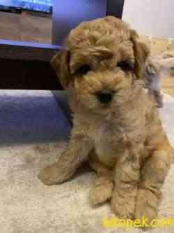 UYGUN ORJİNAL TOY POODLE 5