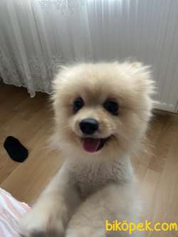 Uygun Pomerian Boo 4
