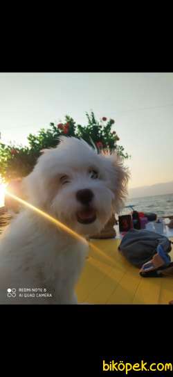 Uyguna Terrier 4