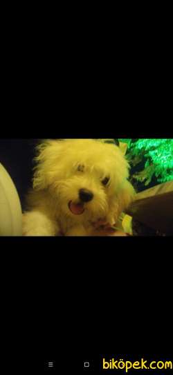Uyguna Terrier 2