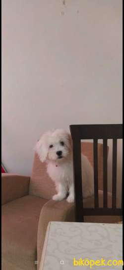Uyguna Terrier 1