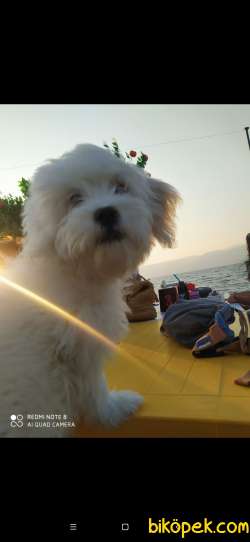 Uyguna Terrier 3