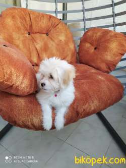 Uyguna Terrier Yavru 4