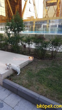 Uyumlu Ve Oyuncu Tatlı Bebek 2