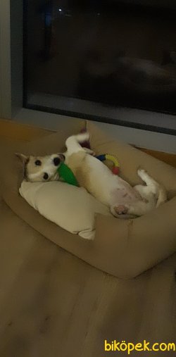 Uyumlu Ve Oyuncu Tatlı Bebek 1