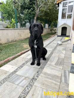 ÜCRETSİZ SAHİPLENDİRME 5