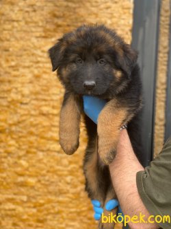 UZUN TÜYLÜ ALMAN ÇOBAN KÖPEĞİ 1