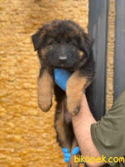 UZUN TÜYLÜ ALMAN ÇOBAN KÖPEĞİ 2