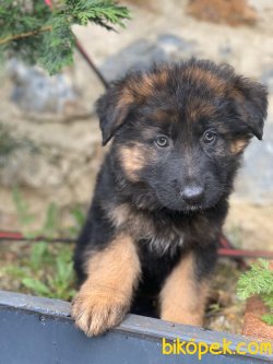 UZUN TÜYLÜ ALMAN ÇOBAN KÖPEĞİ 3