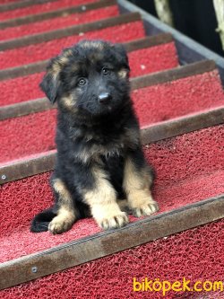 UZUN TÜYLÜ ALMAN ÇOBAN KÖPEĞİ YAVRULARIMIZ 1
