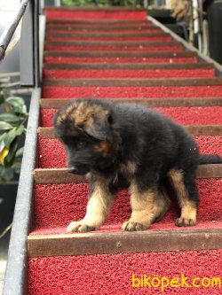UZUN TÜYLÜ ALMAN ÇOBAN KÖPEĞİ YAVRULARIMIZ 3