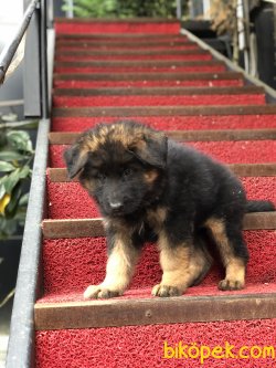 UZUN TÜYLÜ ALMAN ÇOBAN KÖPEĞİ YAVRULARIMIZ 2