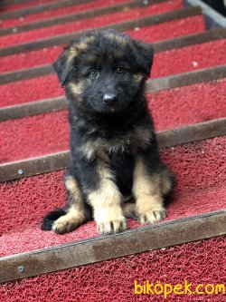 UZUN TÜYLÜ ALMAN ÇOBAN KÖPEĞİ YAVRULARIMIZ 4
