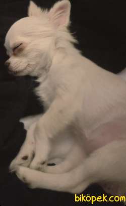 Uzun Tüylü Dişi Chihuahua 1