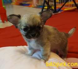 Uzun Tüylü Muhteşem Mini Erkek Chihuahua Yavrusu. 3