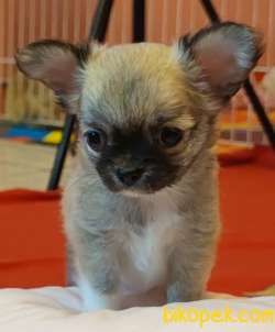 Uzun Tüylü Muhteşem Mini Erkek Chihuahua Yavrusu. 4
