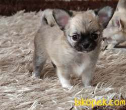 Uzun Tüylü Muhteşem Mini Erkek Chihuahua Yavrusu. 1