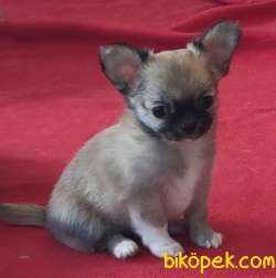 Uzun Tüylü Muhteşem Mini Erkek Chihuahua Yavrusu. 2