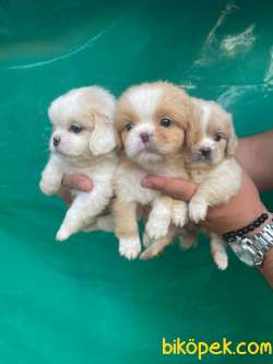 VECİHİDEN Mükemmel Güzellik Pekines Bebeklerimiz 2
