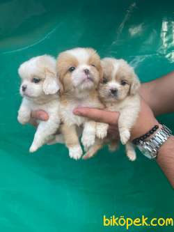 VECİHİDEN Mükemmel Güzellik Pekines Bebeklerimiz 1