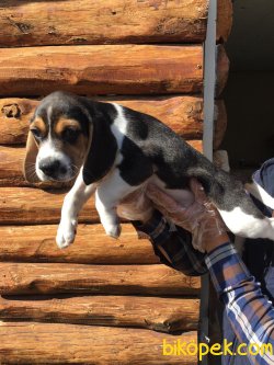 Vetdogs Kennel  Dişi Ve Erkek Beagle 4