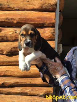 Vetdogs Kennel  Dişi Ve Erkek Beagle 3