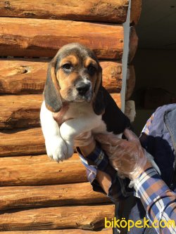 Vetdogs Kennel  Dişi Ve Erkek Beagle 2