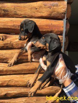 Vetdogs Kennel  Dişi Ve Erkek Doberman 4