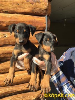 Vetdogs Kennel  Dişi Ve Erkek Doberman 1