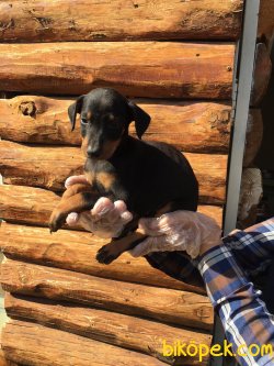 Vetdogs Kennel  Dişi Ve Erkek Doberman 5
