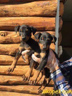 Vetdogs Kennel  Dişi Ve Erkek Doberman 2