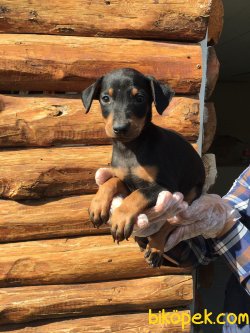 Vetdogs Kennel  Dişi Ve Erkek Doberman 3