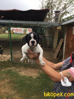 Vetdogs Kennel  Dişi Ve Erkek French Buldog 3