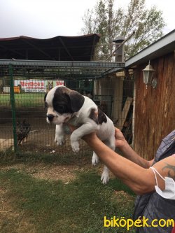 Vetdogs Kennel  Dişi Ve Erkek French Buldog 4