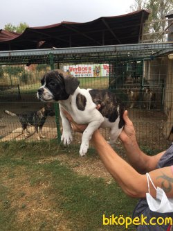 Vetdogs Kennel  Dişi Ve Erkek French Buldog 2