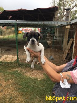 Vetdogs Kennel  Dişi Ve Erkek French Buldog 1
