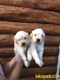 Vetdogs Kennel  Dişi Ve Erkek Golden 2
