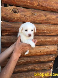 Vetdogs Kennel  Dişi Ve Erkek Terier 4