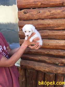 Vetdogs Kennel  Dişi Ve Erkek Terier 5